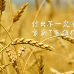 付出不一定有收获，努力了就值得