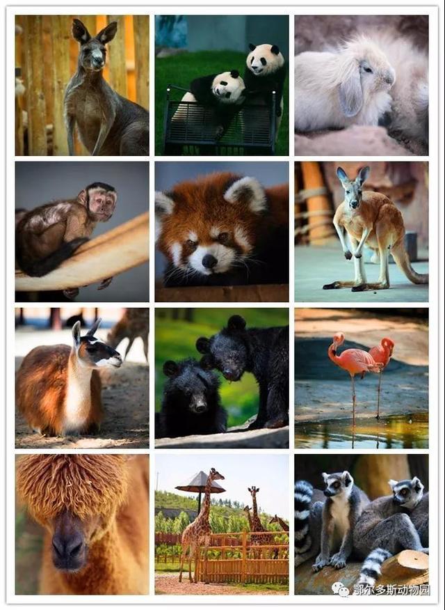 常见的动物园种类100种图片
